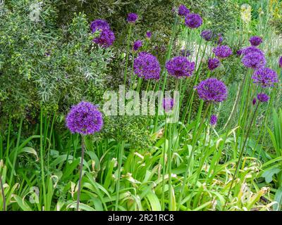 Allium Hollandicum sempre popolare - sensazione viola. Primo piano naturale ritratto di piante in fiore in un ambiente da giardino Foto Stock