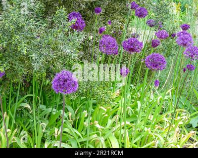 Allium Hollandicum sempre popolare - sensazione viola. Primo piano naturale ritratto di piante in fiore in un ambiente da giardino Foto Stock