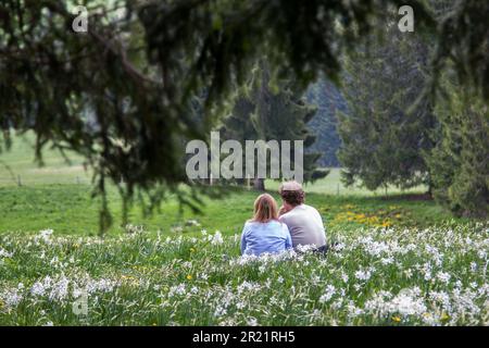 Giovane coppia inidentificabile seduta tra campi fioriti con fiori di narciso selvatico (narciso poeticus) nelle Alpi svizzere della riviera del vaud sopra Ginevra Foto Stock
