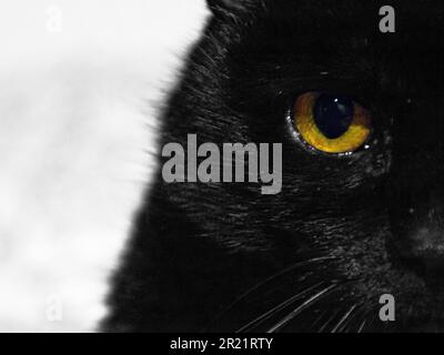 un occhio giallo del gatto Foto Stock