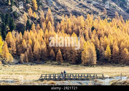 Val Roseg, Svizzera - Ottobre 29. 2021: Escursionisti che camminano su un ponte di legno nella Valle di Roseg nella stagione autunnale d'oro con larici Foto Stock