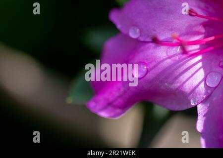 Bellissimi fiori di giglio rosa (noti come rosea Zephyranthes) in un giardino con gocce di rugiada sui suoi petali. Foto Stock