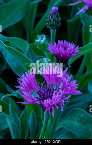 Pretty Centaurea Montana - Joyce. Primo piano naturale pianta ritratto architettonico Foto Stock