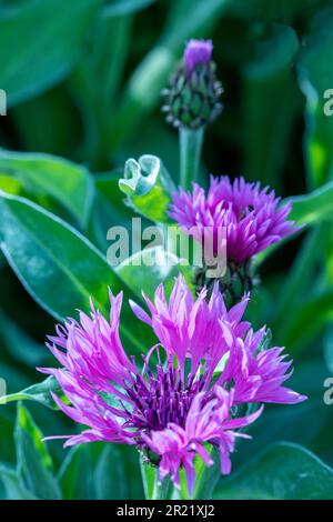 Pretty Centaurea Montana - Joyce. Primo piano naturale pianta ritratto architettonico Foto Stock