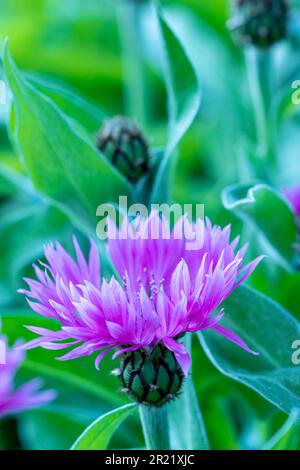 Pretty Centaurea Montana - Joyce. Primo piano naturale pianta ritratto architettonico Foto Stock