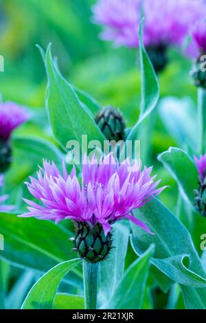 Pretty Centaurea Montana - Joyce. Primo piano naturale pianta ritratto architettonico Foto Stock