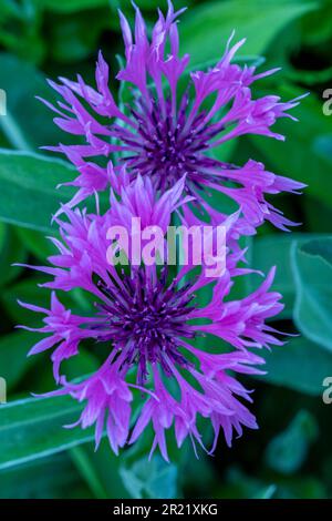 Pretty Centaurea Montana - Joyce. Primo piano naturale pianta ritratto architettonico Foto Stock