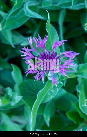 Pretty Centaurea Montana - Joyce. Primo piano naturale pianta ritratto architettonico Foto Stock