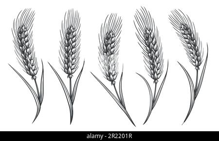 Spikelets di schizzo del grano. Spighe di grano disegnate a mano per decorazione, design di confezionamento di panetteria. Illustrazione vettoriale Illustrazione Vettoriale