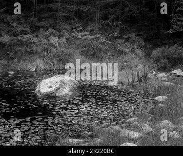 Un colpo in scala di grigi di uno stagno con le foglie di loto in una foresta Foto Stock