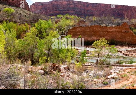 Cascate Navajo lungo Havasu Creek, vicino al villaggio di Supai, Arizona, Stati Uniti. Foto Stock