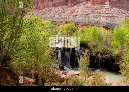 Cascate Fifty Foot lungo Havasu Creek, vicino al villaggio di Supai, Arizona, USA. Foto Stock