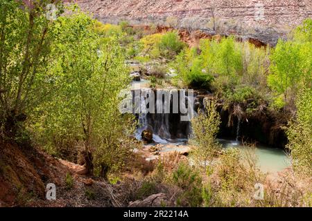 Cascate Fifty Foot lungo Havasu Creek, vicino al villaggio di Supai, Arizona, USA. Foto Stock
