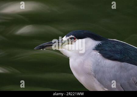 Bella acqua bokeh sfondo migliora nero incoronato Heron notte ritratto con gocce d'acqua sul becco Foto Stock