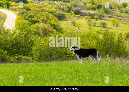 Un bel cane Husky in piedi su una collina verde lussureggiante erba Foto Stock