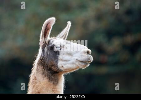 Un primo piano di una testa di lama bianca e nera isolata su uno sfondo sfocato. Foto Stock