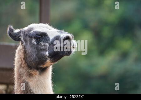 Un primo piano di una testa di lama bianca e nera isolata su uno sfondo sfocato. Foto Stock
