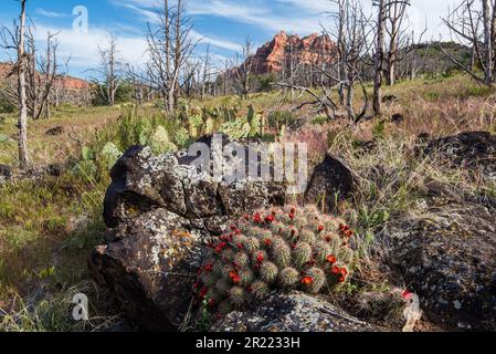 Cactus hedgehog che cresce nelle falesie rocciose e nelle fessure della roccia vulcanica. Foto Stock