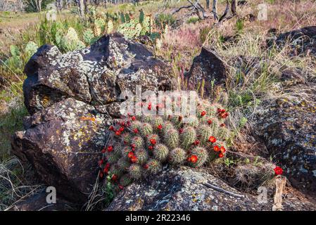 Cactus hedgehog che cresce nelle falesie rocciose e nelle fessure della roccia vulcanica. Foto Stock