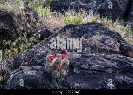 Cactus hedgehog che cresce nelle falesie rocciose e nelle fessure della roccia vulcanica. Foto Stock