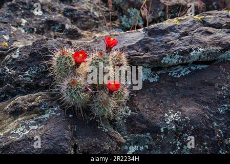 Cactus hedgehog che cresce nelle falesie rocciose e nelle fessure della roccia vulcanica. Foto Stock