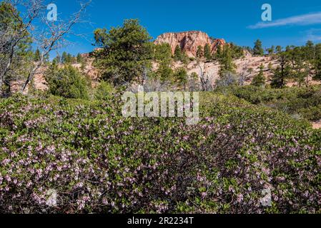 Choke Cherry Blossoms e Red Rock Mesa lungo Kolob Terrace Road Zions National Park, Utah, USA Foto Stock