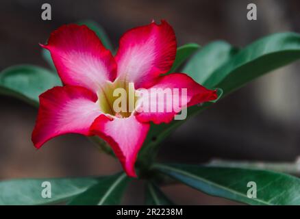 Adenium obesum è una specie velenosa di piante da fiore originarie dell'Africa tropicale meridionale. È una pianta domestica popolare e bonsai nelle regioni temperate Foto Stock