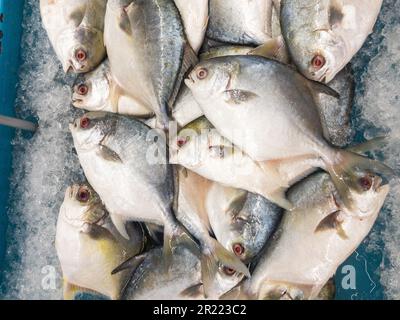 Pesce pomfret d'oro in mostra nel mercato del pesce Foto Stock