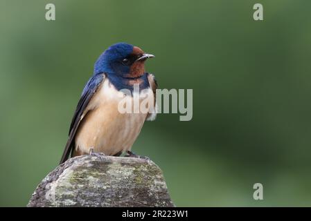 Barn swallow (Hirundo rustica) Foto Stock