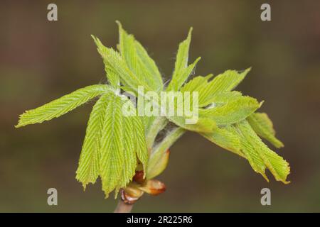 Aesculus hippocastanum, il cavallo castagno germogliare dettaglio foglia Foto Stock