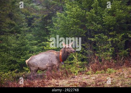 Mucca alce nella zona del lago Clam nel Wisconsin settentrionale. Foto Stock