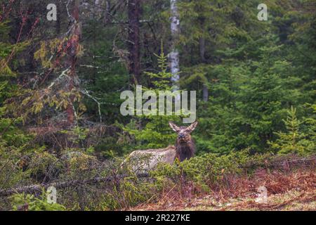 Mucca alce nella zona del lago Clam nel Wisconsin settentrionale. Foto Stock