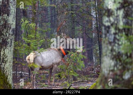 Mucca alce nella zona del lago Clam nel Wisconsin settentrionale. Foto Stock