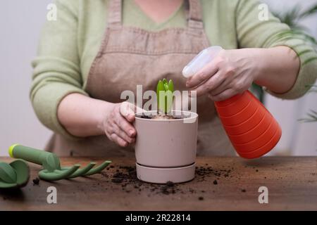 annaffiatura da bottiglia di spruzzo una pianta domestica in vaso in un giardinaggio domestico della serra su tavolo di legno Foto Stock