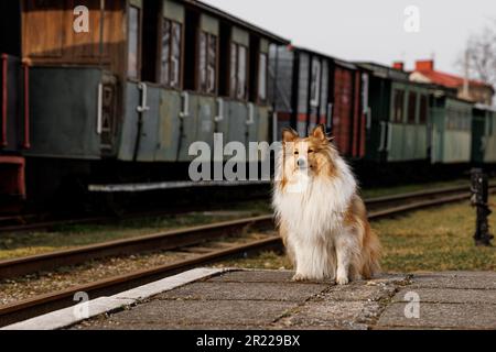 Il cane sulla piattaforma della stazione ferroviaria Foto Stock