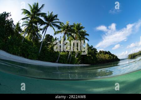 L'acqua limpida bagna un'isola tropicale ricoperta di palme al largo della costa occidentale di Papua, Indonesia. Questa spettacolare regione ospita un'elevata biodiversità marina. Foto Stock