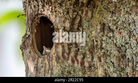 Fledgeling cappellino chickadee con becco in aria in attesa di alimentazione Foto Stock