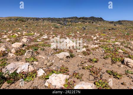 Cespuglio di pietra-riccio, cespuglio spesso-ginocchio (Burhinus grallarius), uova sul terreno, Isole Canarie, Lanzarote, Teguise Foto Stock