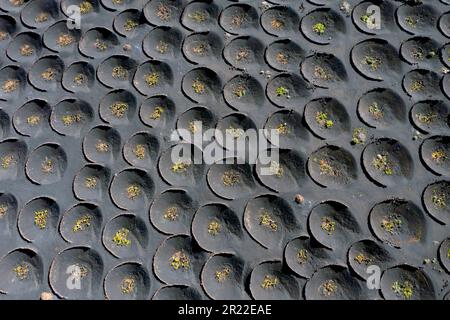 Vitigno, vitigno (Vitis vinifera), viticoltura su terreno lavico, Isole Canarie, Lanzarote, la Geria Foto Stock