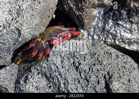 Atlantico orientale Sally granchio piede leggero, granchio costiero screziato (Grapsus adscensionis), sdraiato su una roccia lavica sul mare, Isole Canarie, Fuerteventura Foto Stock