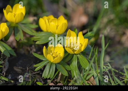 Aconite invernale (Eranthis hyemalis), fioritura, Olanda, Frisia Foto Stock