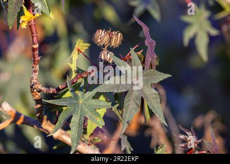 Pianta di olio di ricino, pianta di olio di ricino, ricino, fagioli di ricino, fagioli di ricino (Ricinus communis), Frutta e foglie, Spagna, Andalusia Foto Stock