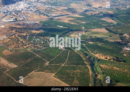 Uliveti un paesaggio campo a nord di Malaga, vista aerea, Spagna, Andalusia Foto Stock