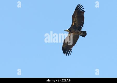 Il griffon di Rueppell, il griffon di Rueppells (Gyps rueppelli), in piumaggio giovanile, in volo, Spagna, Andalusia, Tarifa Foto Stock