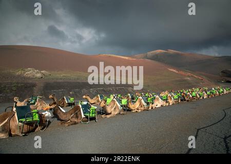 Dromedario, cammello a una gobba (Camelus dromedarius), in attesa dei turisti, Isole Canarie, Lanzarote, Parco Nazionale di Timanfaya Foto Stock