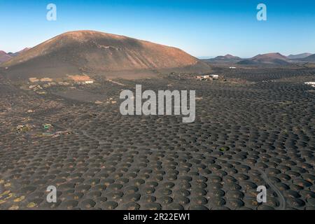 Vitigno, vitigno (Vitis vinifera), viticoltura su terreno lavico, Isole Canarie, Lanzarote, la Geria Foto Stock