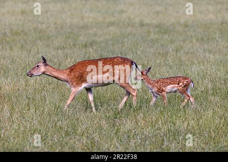 Capriolo (Dama dama, Cervus dama), crosta con fawn, Germania, Baviera Foto Stock