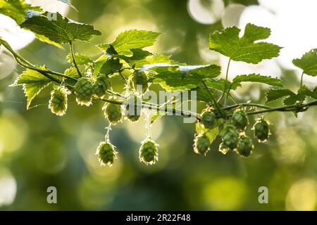 Lupus comune (lupus di Humulus), coni di luppolo su un ramo in retroilluminazione Foto Stock