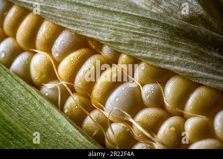 Mais bicolore con buccia, primo piano estremo. Foto Stock