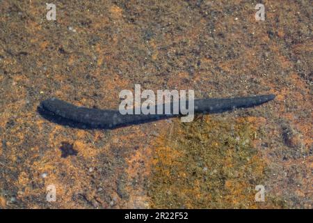 Lech cavallo europeo (Haemopis sanguisuga), vista dall'alto, Germania Foto Stock